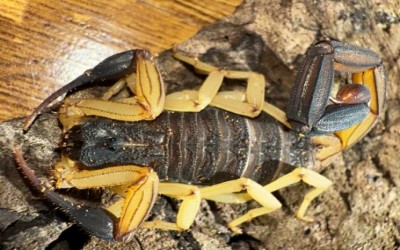 CENTRUROIDES NIGRIMANUS SCORPION